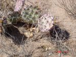 Opuntia phaeacantha, Belen, NM