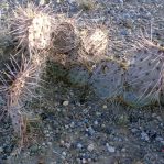 Opuntia phaeacantha, Belen, NM, late March