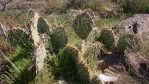 Opuntia phaeacantha, Leeds, UT