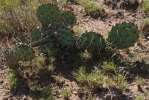 Opuntia phaeacantha, NM