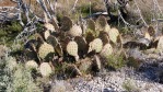 Opuntia phaeacantha, UT, unusually robust