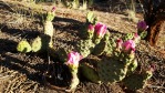 Opuntia pinkavae, House Rock Valley, AZ, Chris Ginkel