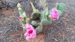 Opuntia pinkavae, House Rock Valley, AZ, Chris Ginkel