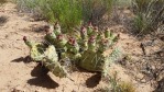 Opuntia pinkavae, House Rock Valley, AZ, Chris Ginkel