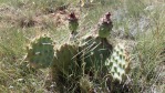 Opuntia pinkavae, House Rock Valley, AZ, Chris Ginkel