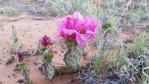 Opuntia pinkavae, House Rock Valley, AZ, Chris Ginkel