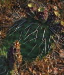 Opuntia pinkavae, House Rock Valley, Dave Ferguson