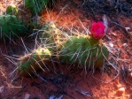 Opuntia pinkavae, House Rock Valley, Dave Ferguson