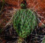 Opuntia pinkavae, House Rock Valley, Dave Ferguson