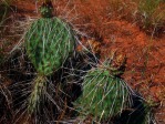 Opuntia pinkavae, House Rock Valley, Dave Ferguson