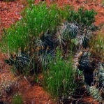 Opuntia pinkavae, House Rock Valley, Dave Ferguson