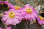 Opuntia pinkavae, Martin Tversted Ravn at www.nordravn.dk