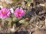 Opuntia pinkavae, garden plant, Nancy Hussey