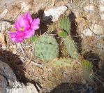 Opuntia pinkavae, garden plant, Nancy Hussey