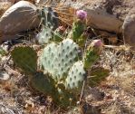 Opuntia pinkavae, garden plant, Nancy Hussey