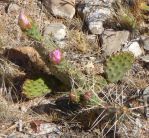 Opuntia pinkavae, garden plant, Nancy Hussey