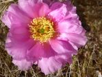 Opuntia pinkavae, garden plant, Nancy Hussey