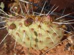 Opuntia pinkavae, Pipe Springs, UT, Nancy Hussey