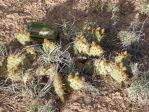 Opuntia pinkavae, Pipe Springs, UT, Nancy Hussey