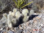 Opuntia polyacantha erinaceae, 4000 ft, near Las Vegas, NV