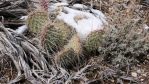 Opuntia polyacantha erinacea, 6000 ft