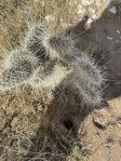 Opuntia polyacantha erinaceae, near Las Vegas NV