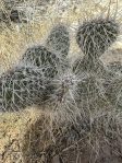 Opuntia polyacantha erinaceae, near Las Vegas NV