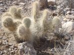 Opuntia polyacantha erinacea, Jane, NV