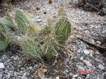 Opuntia polyacantha erinacea, Jane, NV