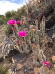 Opuntia erinacea, Ruud Waterson