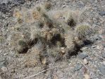 Opuntia polyacantha erinacea, Daiv Freeman