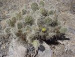 Opuntia polyacantha erinacea, Daiv Freeman