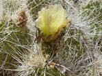 Opuntia polyacantha erinacea, CA, Daiv Freeman