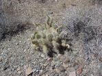 Opuntia polyacantha erinacea, CA, Daiv Freeman