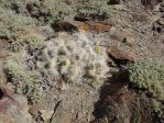 Opuntia polyacantha erinacea, White Mountains, CA,, Daiv Freeman