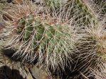 Opuntia polyacantha erinacea, White Mountains, CA,, Daiv Freeman