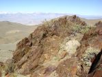 Opuntia polyacantha erinacea, White Mountains, CA,, Daiv Freeman