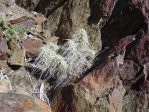 Opuntia polyacantha erinacea, White Mountains, CA,, Daiv Freeman