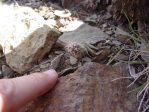 Opuntia polyacantha erinacea, White Mountains, CA,, Daiv Freeman