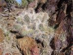 Opupntia polyacantha erinacea, White Mts, CA, Daiv Freeman