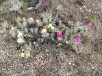 Opupntia polyacantha erinacea, central eastern NV, Daiv Freeman