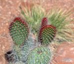 Opuntia polyacantha erinacea, North Rim Grand Canyon, AZ