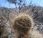 Opupntia polyacantha erinacea, near Jean, NV