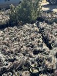 Opuntia polyacantha hystricina, nursery plants