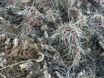 Opuntia polyacantha hystricina, NM