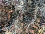 Opuntia polyacantha hystricina, NM