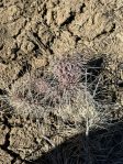 Opuntia polyacantha hystricina, NM