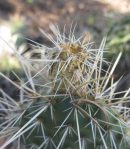 Opuntia polyacantha hystricina, fruit, Santa Fe Trail, NM