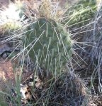 Opuntia polyacantha hystricina, Santa Fe Trail, NM