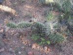 Opuntia polyacantha hystricina, Santa Fe Trail, NM